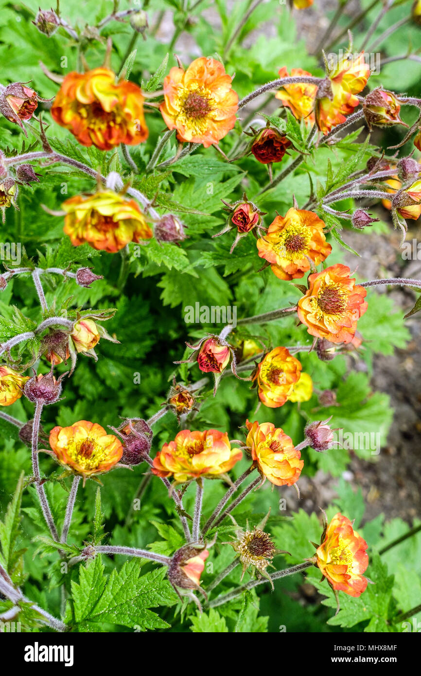 Geum ' Alabama Slammer ' Banque D'Images