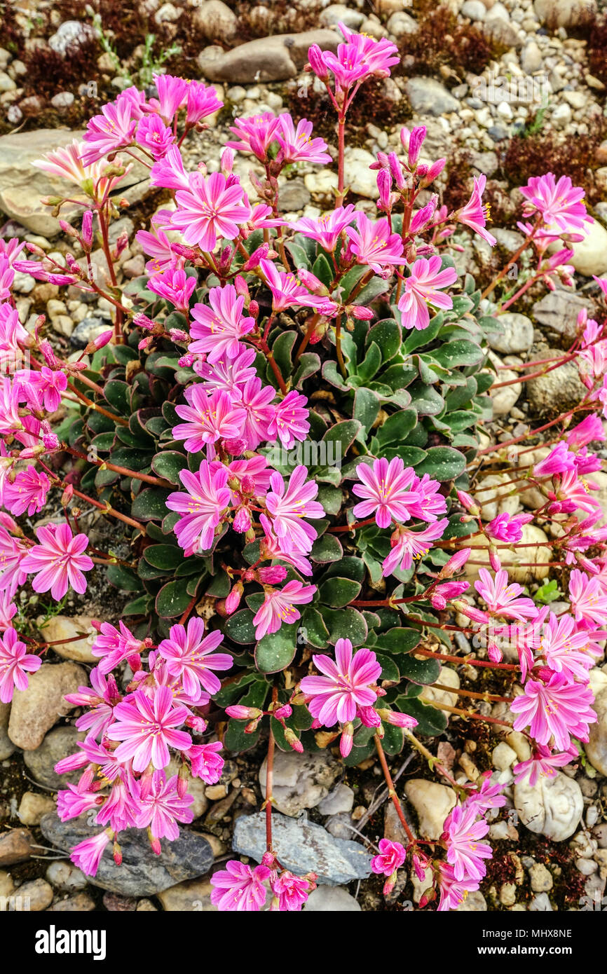 Lewisia cotyledon dans un jardin de roche Banque D'Images