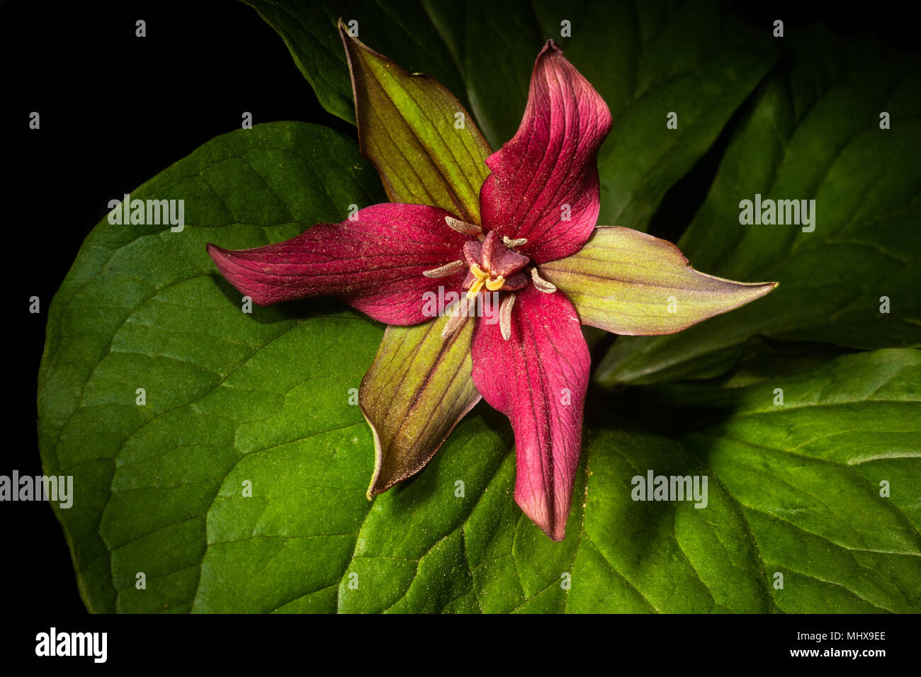 Un trille rouge fleurissent au printemps. Banque D'Images