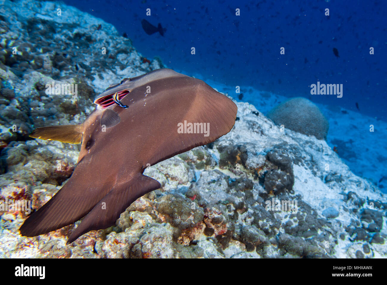 Alors que les poissons plus propre aux Maldives plongée poisson chauve-souris nettoyage gill Banque D'Images