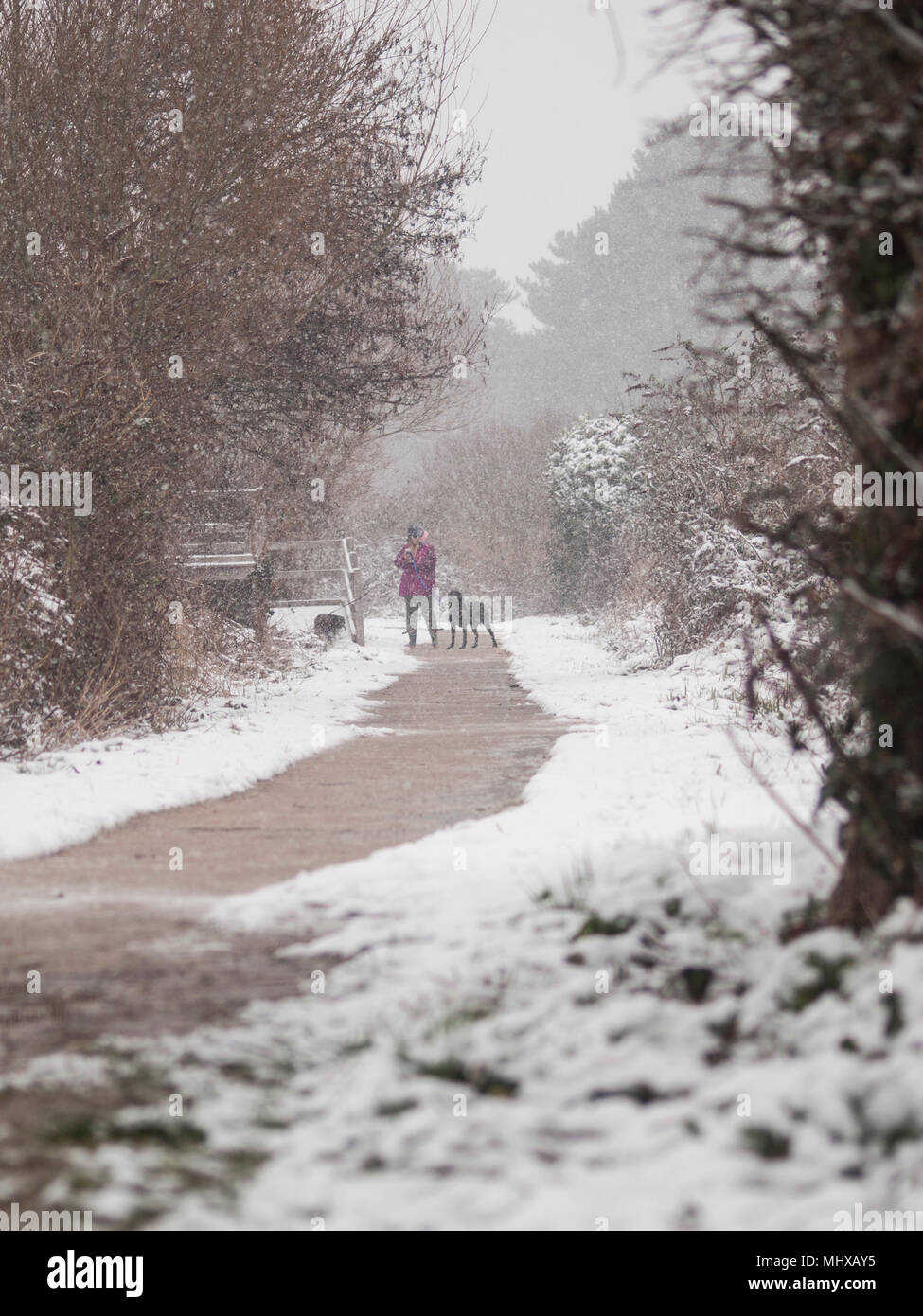 Femme avec deux chiens marcher dans la neige Banque D'Images