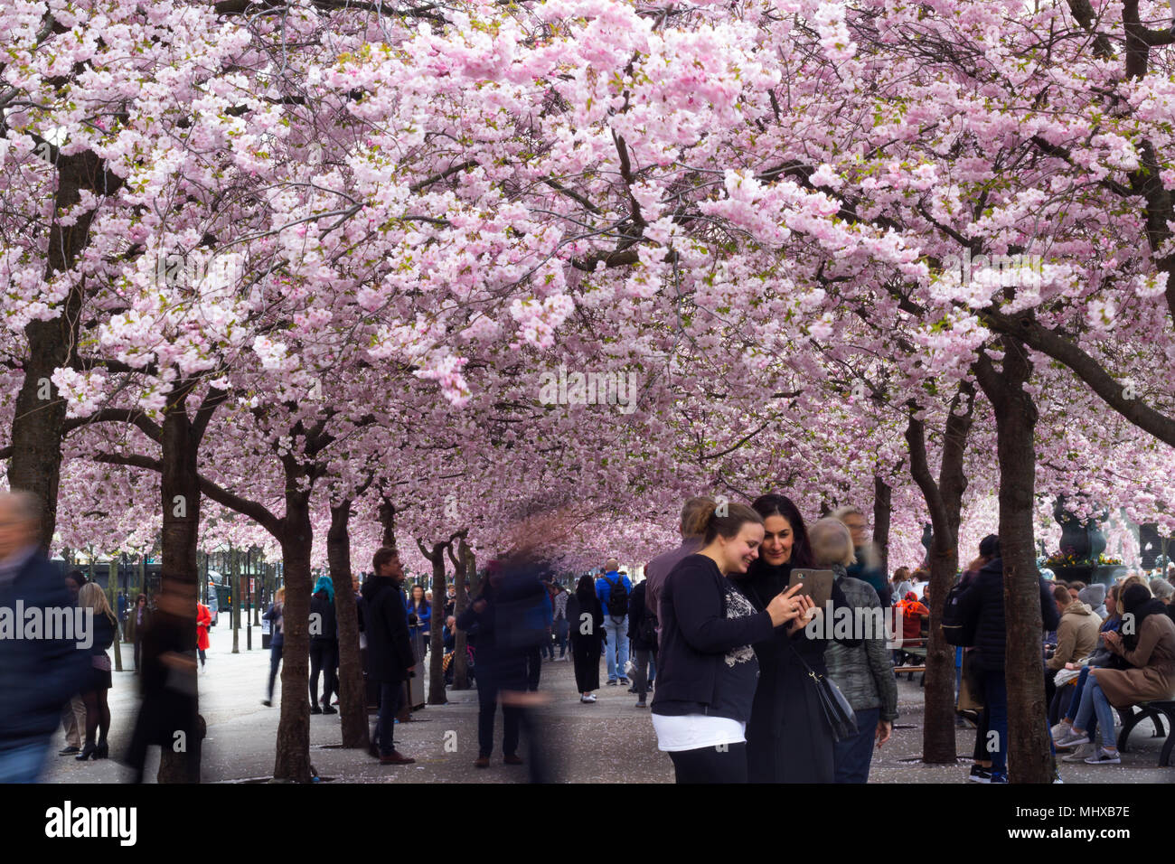 Stockholm / Suède - 2 mai 2018 : cerisiers dans Kungstradgarden - "jardin du roi". Les gens qui marchent par, prendre des photos à côté de la nouvelle floraison Banque D'Images