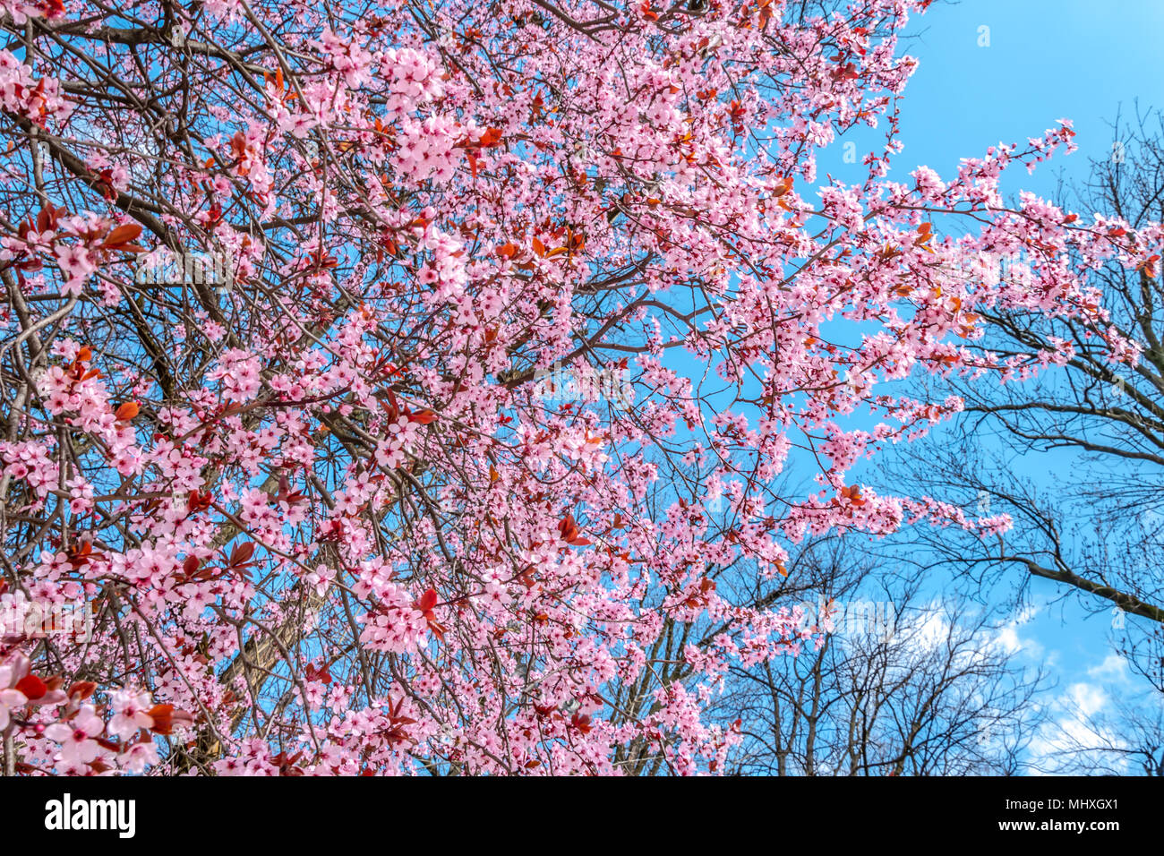 Cherry Plum Blossom Banque D'Images