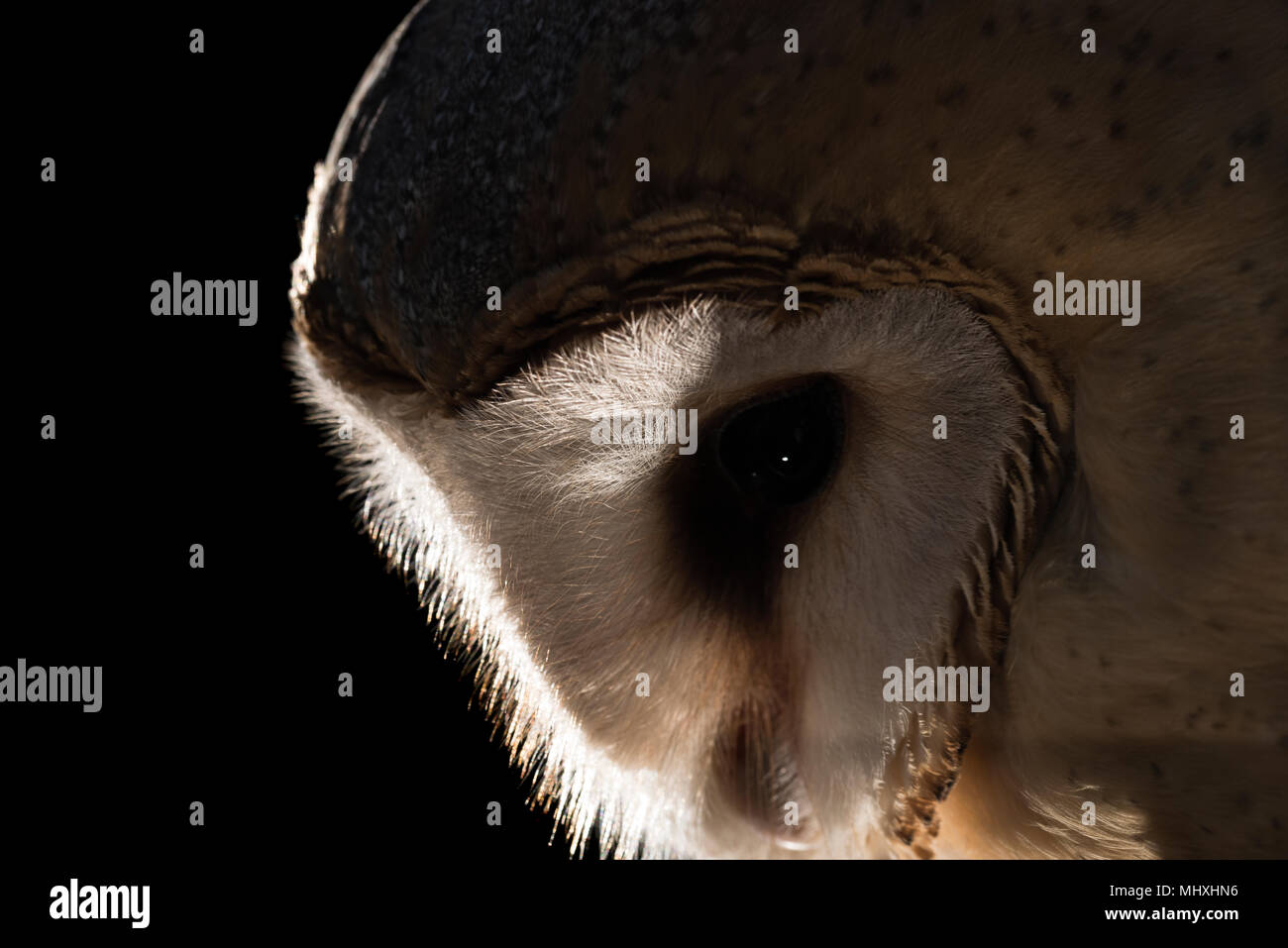 Barn Owl, portrait, fond noir, Tyto alba Banque D'Images
