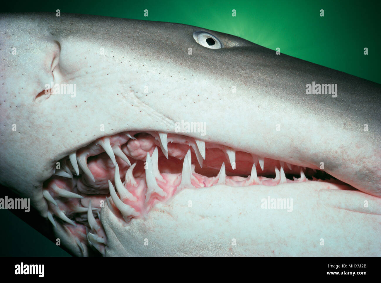 Sand Tiger Shark (Eugomphodus taurus) nuit, les phoques Rocks - New South Wales - Australie. Pour retirer l'image modifié numériquement ou gênants pour ajouter plus de Banque D'Images