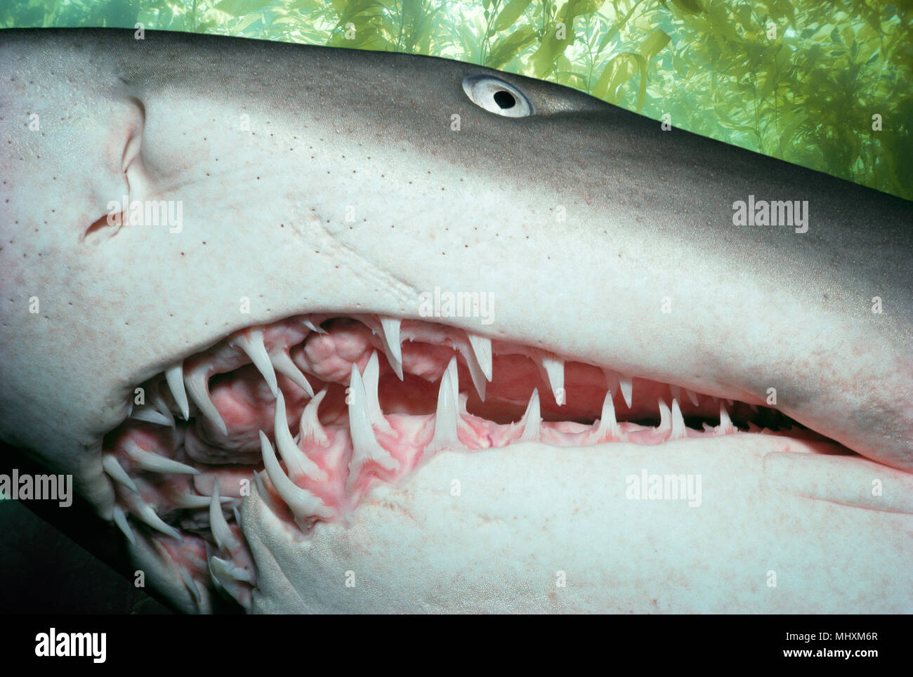 Sand Tiger Shark (Eugomphodus taurus) nuit, les phoques Rocks - New South Wales - Australie. Pour retirer l'image modifié numériquement ou gênants pour ajouter plus de Banque D'Images