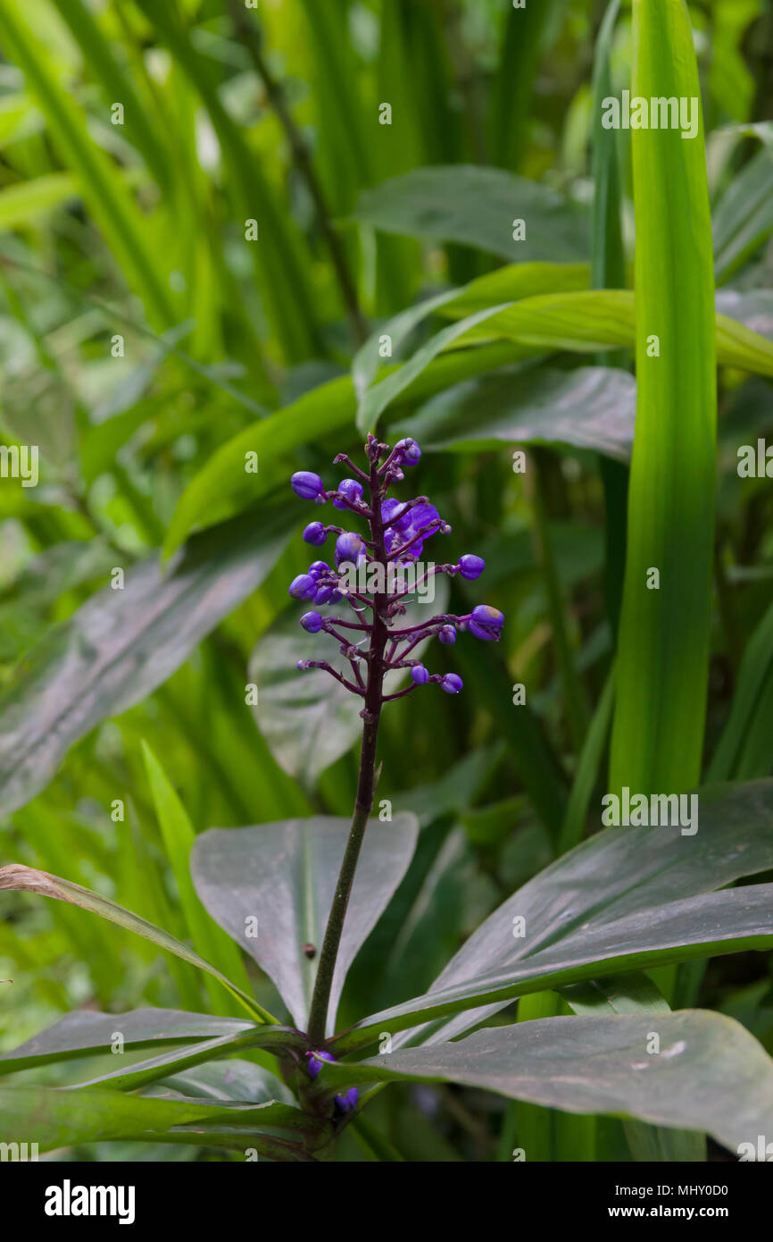 Blue Ginger nom latin dichorisandra thyrsiflora fleur originaire d'Amérique du Sud et centrale Banque D'Images