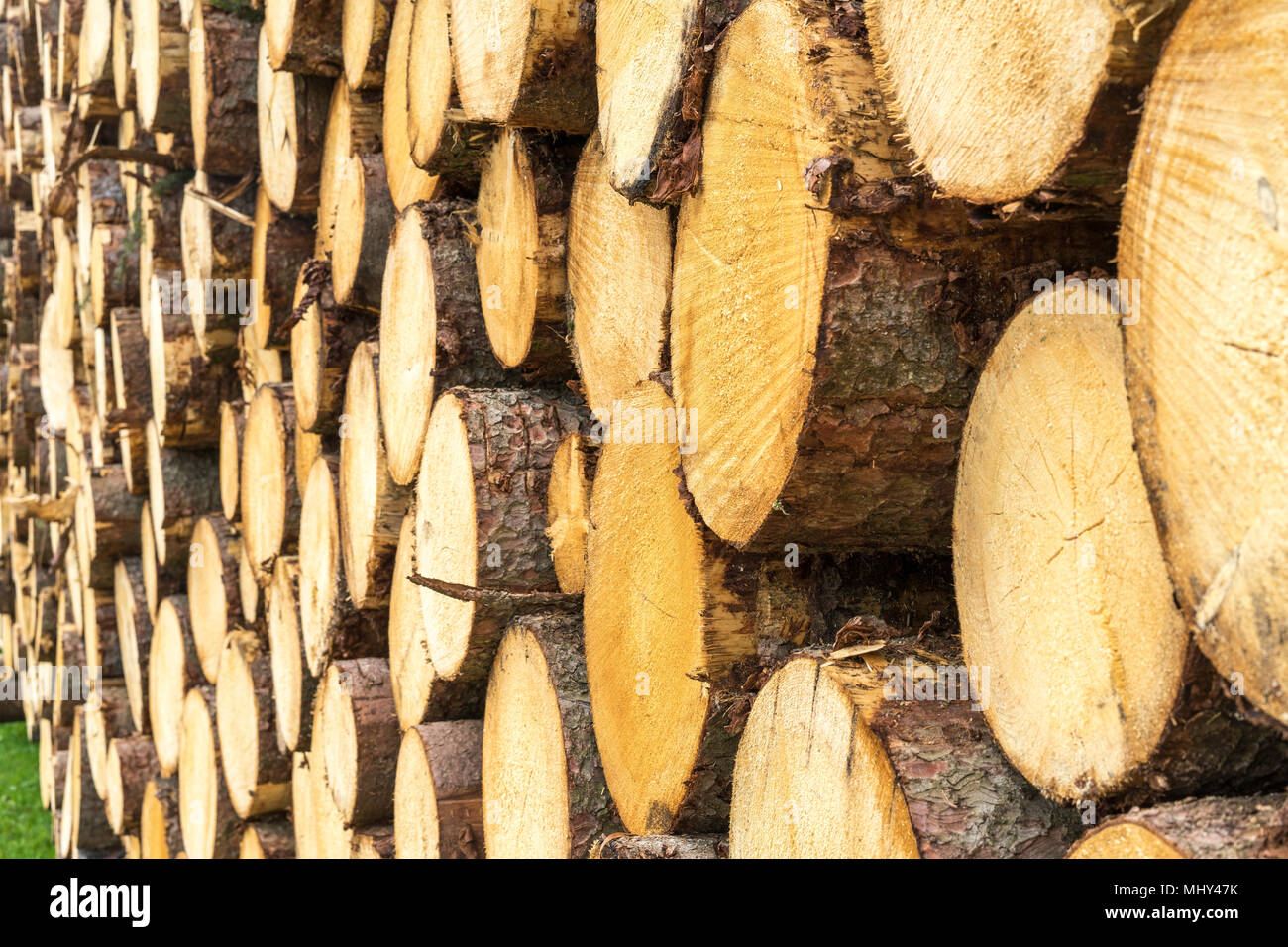La récolte du bois dans les Alpes bavaroises, Allemagne Banque D'Images