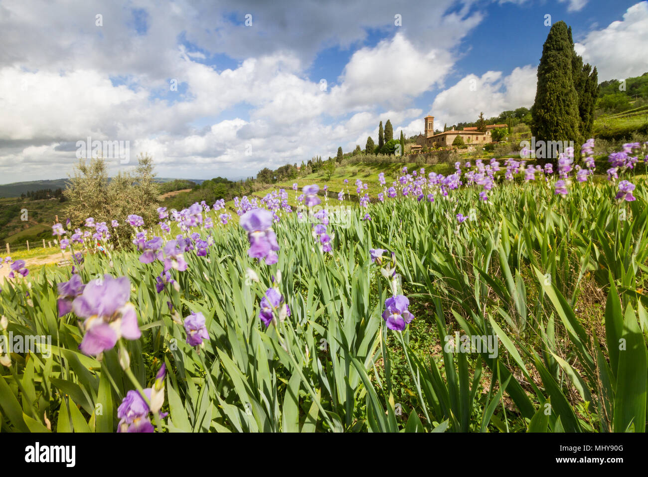 Chianti, Avril 2018 : paysage viticole toscan avec iris en fleurs, et l'église caractéristique de cyprès, sur avril 2018 in Chianti, Toscane, Italie Banque D'Images