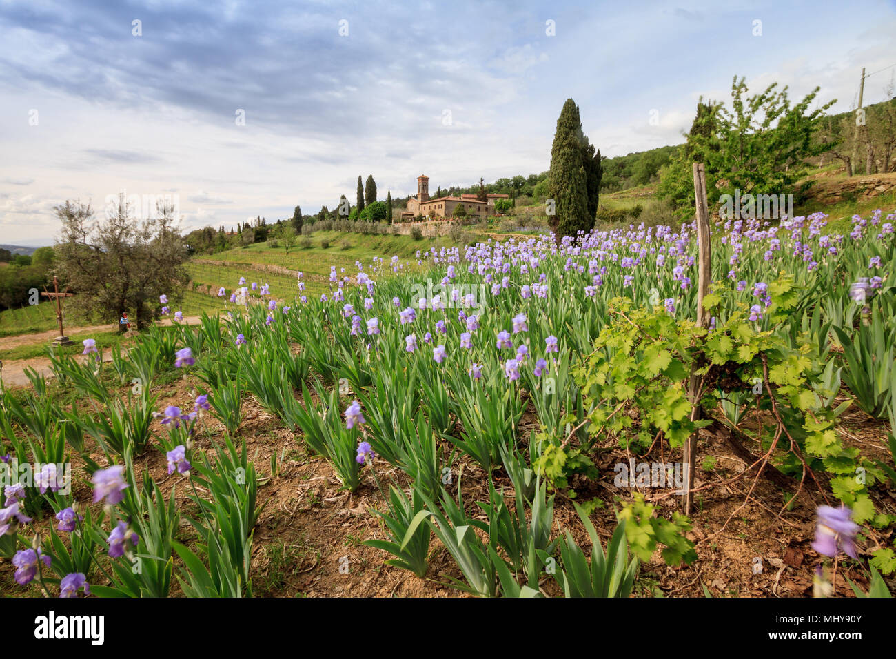 Chianti, Avril 2018 : paysage viticole toscan avec iris en fleurs, et l'église caractéristique de cyprès, sur avril 2018 in Chianti, Toscane, Italie Banque D'Images