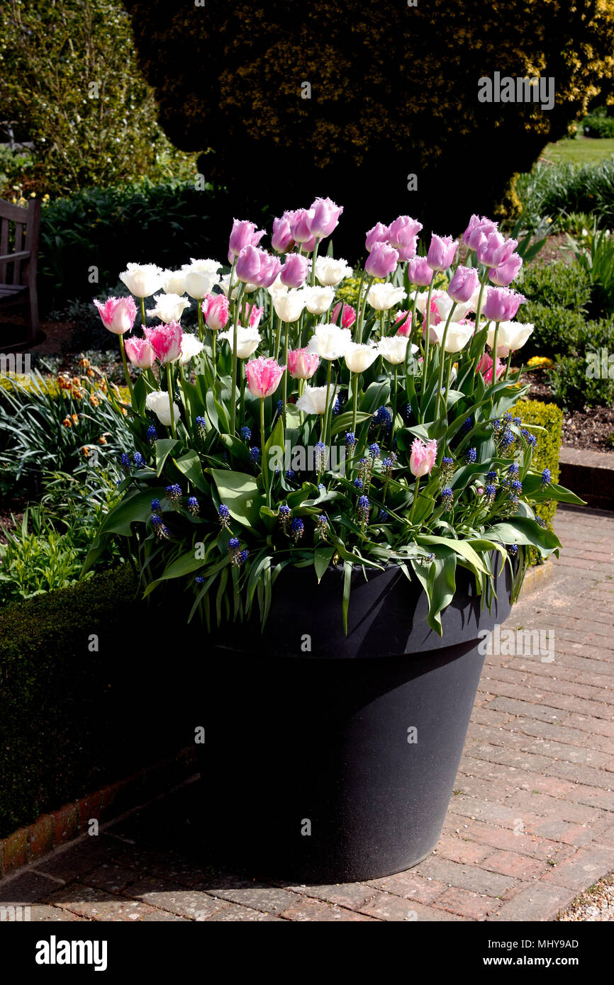 Tulipes au printemps cultivés en contenants colorés Banque D'Images