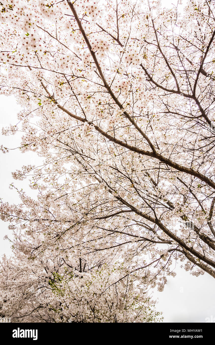 Seokchonhosu Lake Cherry Blossom Festival. A lieu entre le début et la mi-avril, lorsque les fleurs de cerisier brodez magnifiquement la ville. Banque D'Images