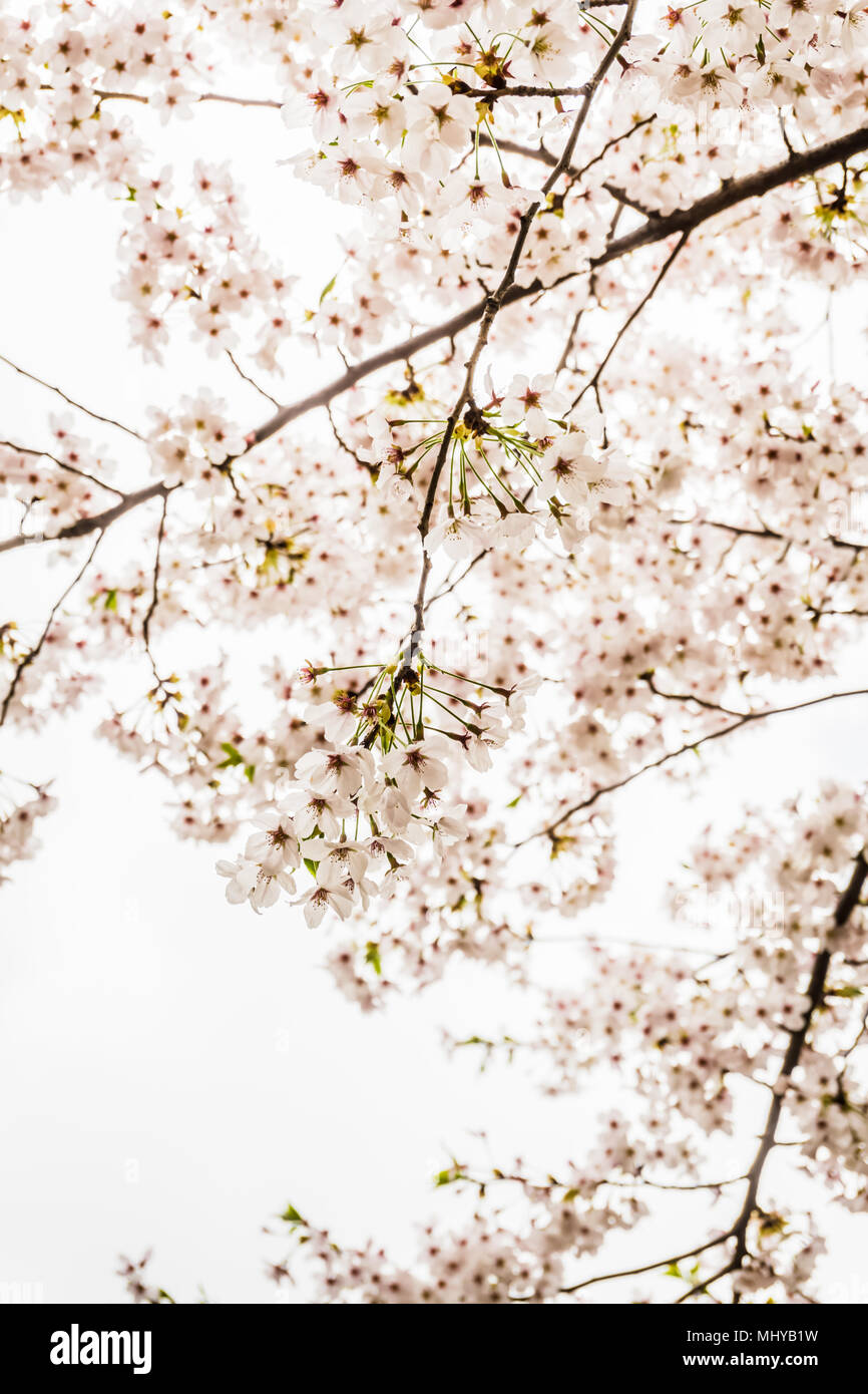 Seokchonhosu Lake Cherry Blossom Festival. A lieu entre le début et la mi-avril, lorsque les fleurs de cerisier brodez magnifiquement la ville. Banque D'Images