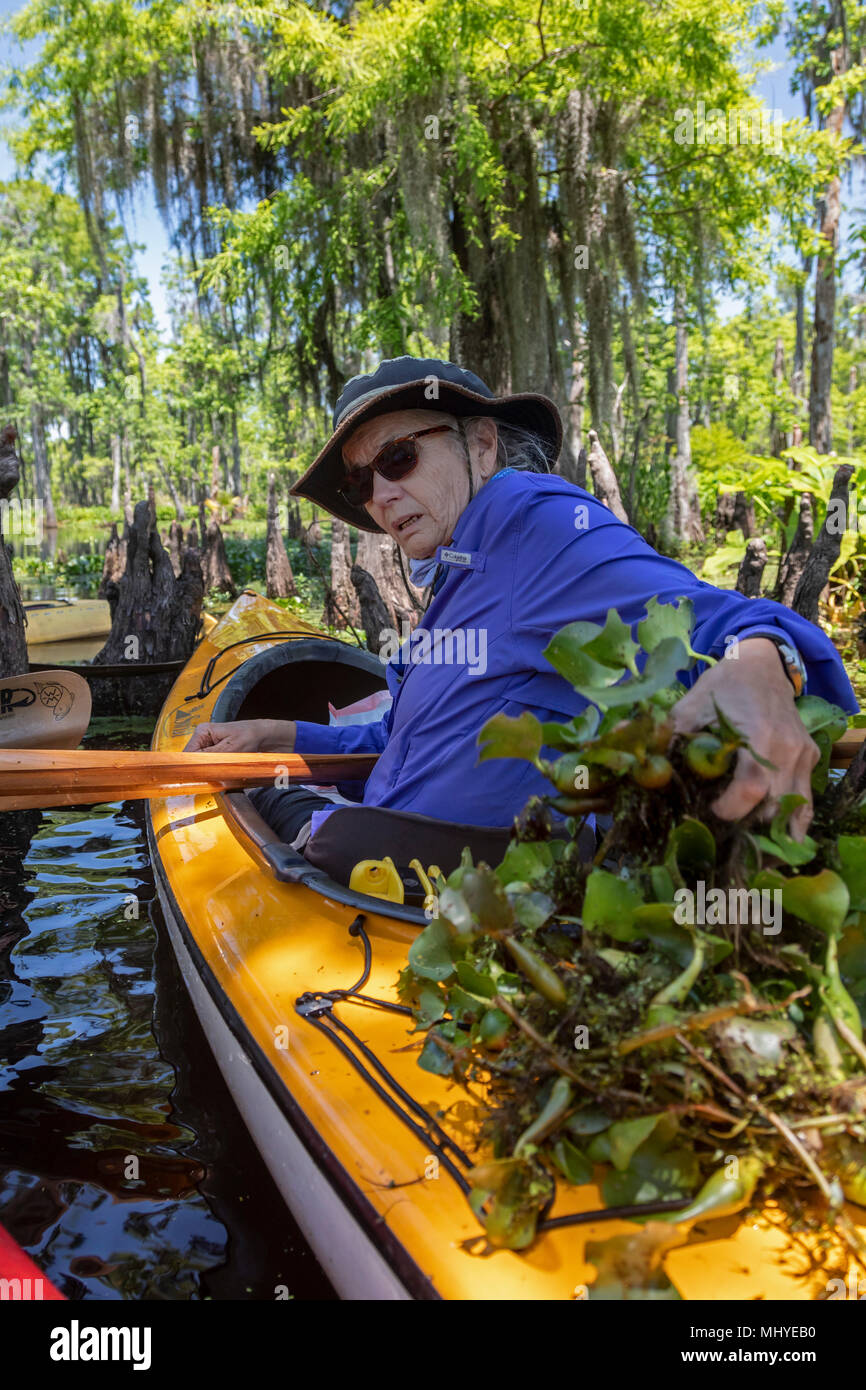 LaPlace, Louisiane - Marie Gould élimine les espèces envahissantes jacinthe d'eau (Eichhornia crassipes) tout en menant une excursion en kayak de banque fictive Bayou près de New Orlean Banque D'Images