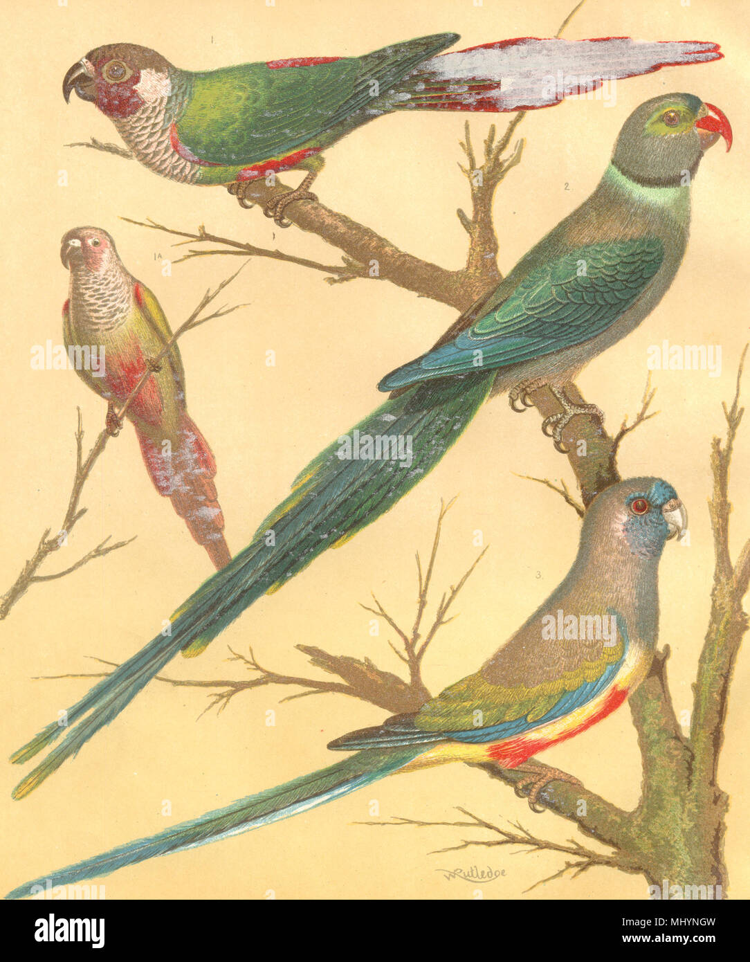 Les oiseaux de volière. White- Hibou ; Conure à Herstal, Bonnet bleu- Parrakeet.Blakston. 1892 Banque D'Images