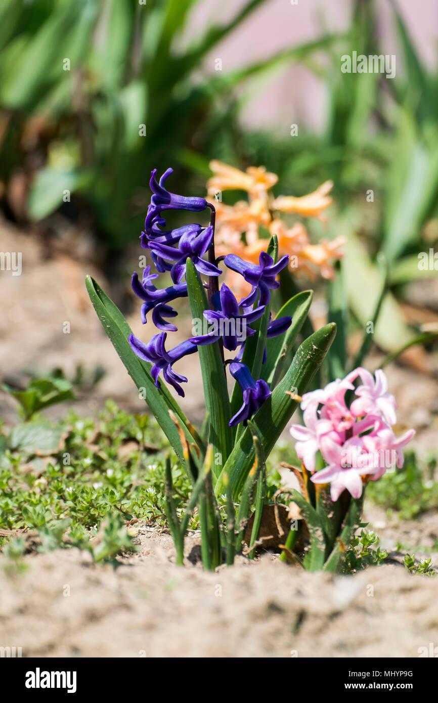 Fleur Bleue de jacinthe Hyacinthus orientalis (commune) Banque D'Images