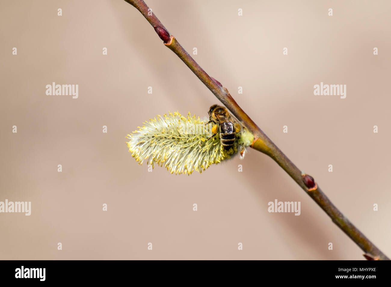 Abeille recueille le pollen de saule jaune les joints (Apis mellifera) Banque D'Images