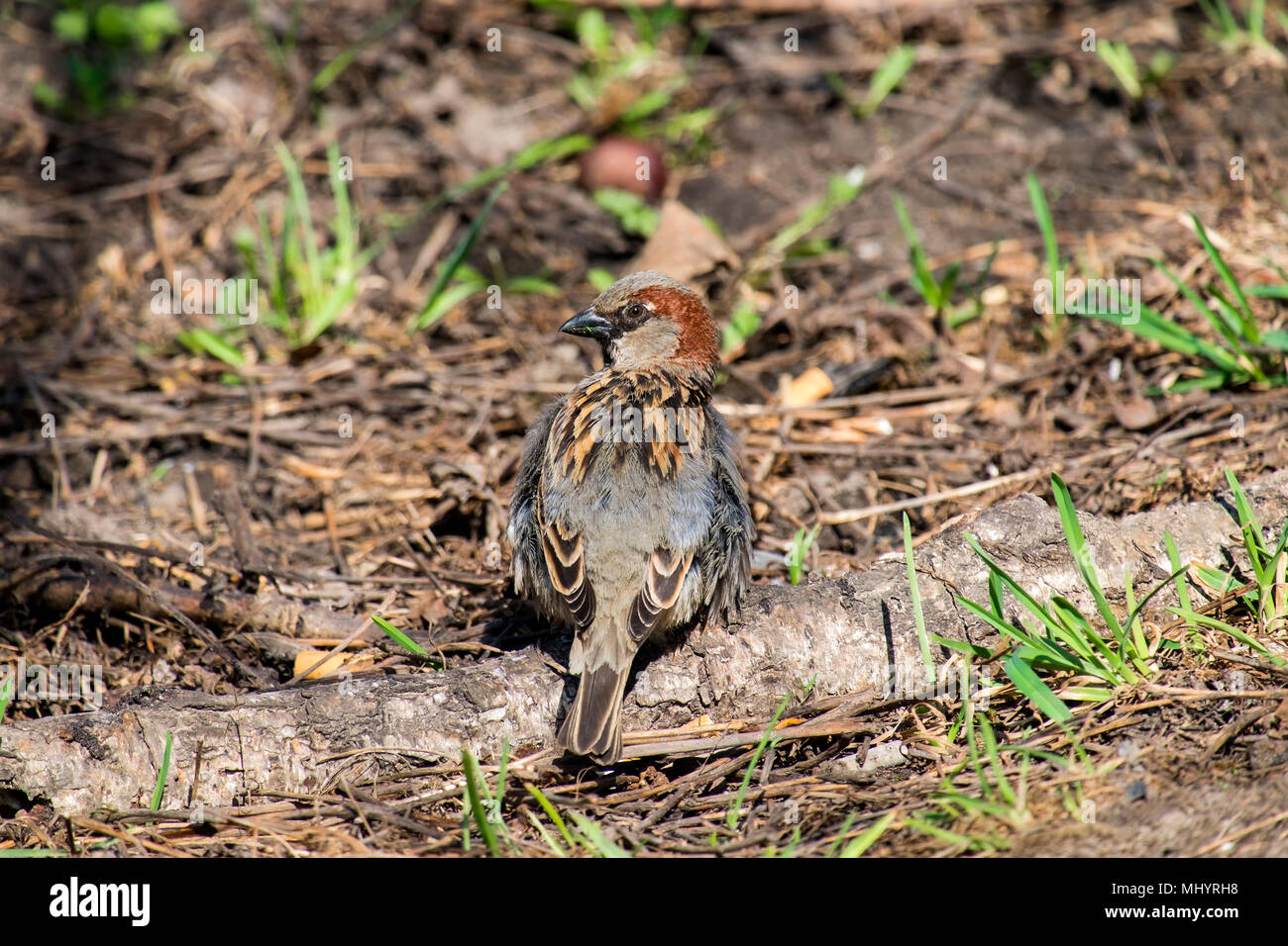 Sparrow regarda autour de mâle avec un air indigné (Passer domesticus) Banque D'Images