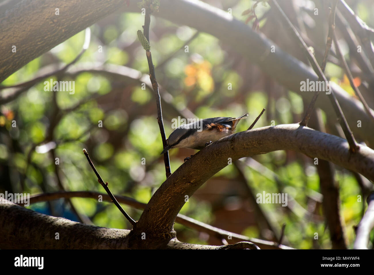 La sittelle de bois est assis sur une branche et regarde vers le bas (Sitta europaea) Banque D'Images