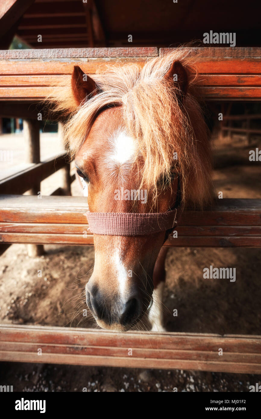 Closeup portrait of a beau et mignon poney derrière la barrière en bois Banque D'Images