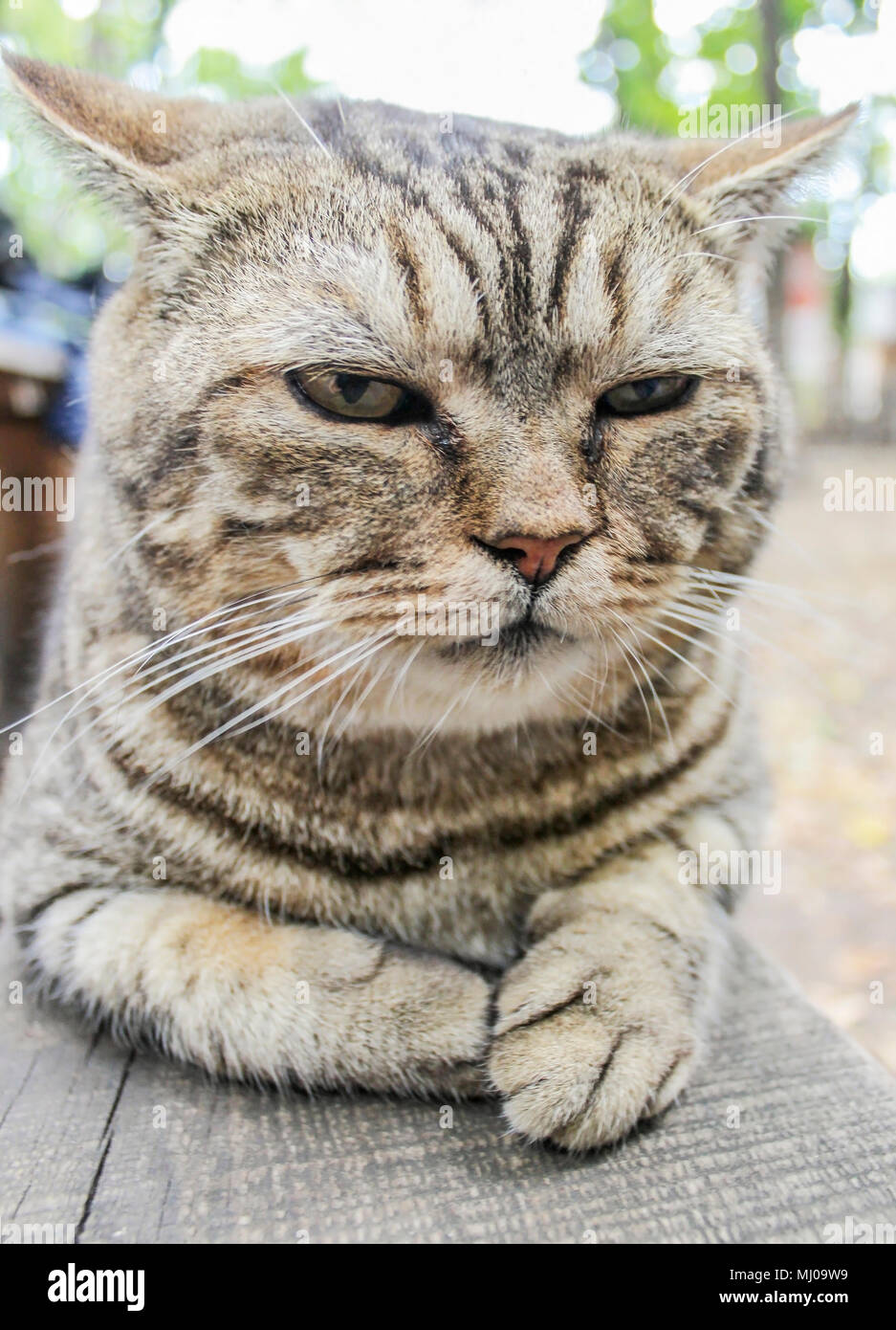 Chat Sieste Allonge Sur Un Banc En Bois Piscine Photo Stock Alamy