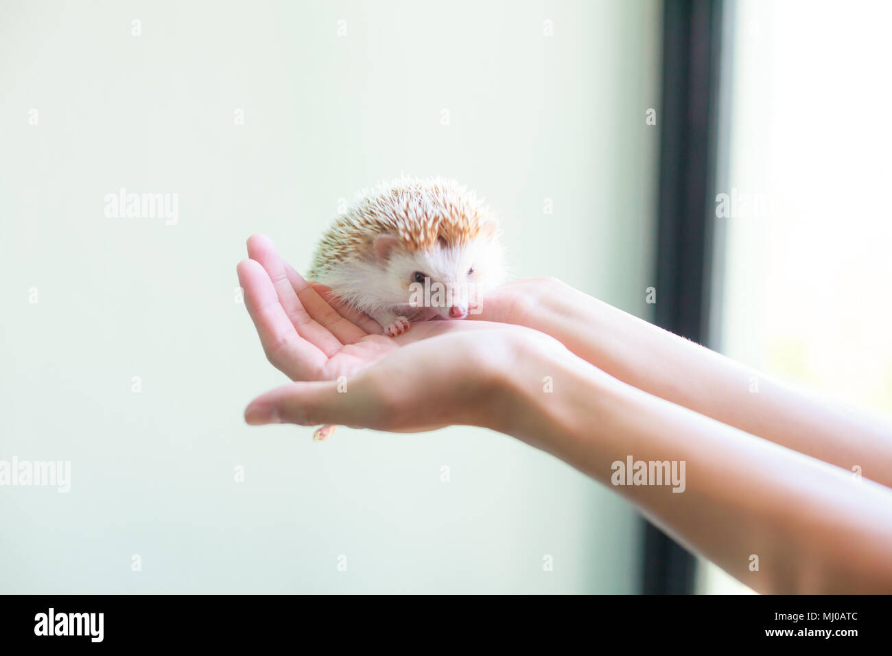 Soins des animaux de compagnie Animal Love concept, mignon hérisson brun blanc sur la main de la jeune fille. Banque D'Images