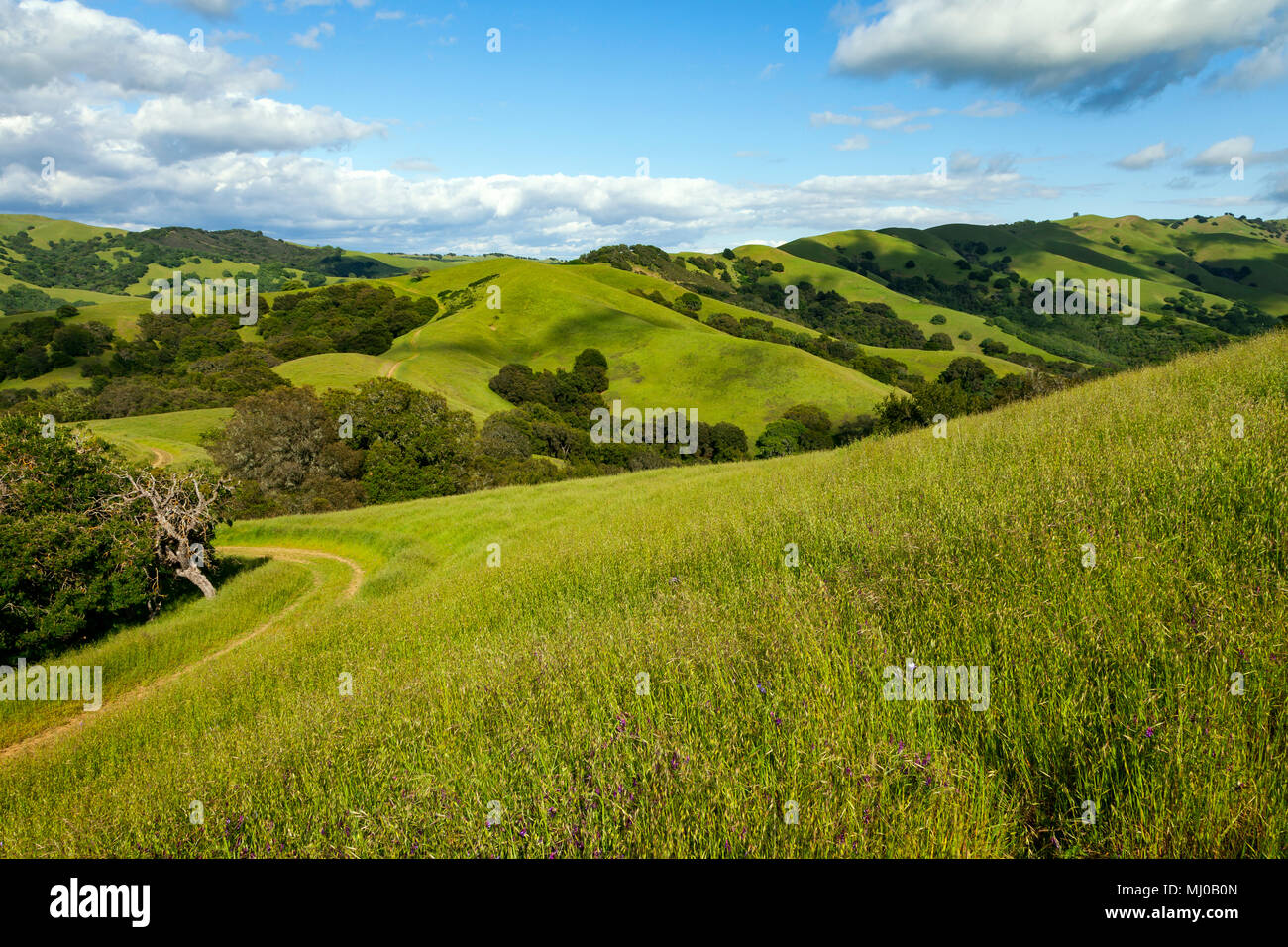 Les pentes et les sentiers de randonnée dans la région de Morgan Territoire Regional Preserve, un Orient Bay Regional Park situé dans le comté de Contra Costa. Banque D'Images