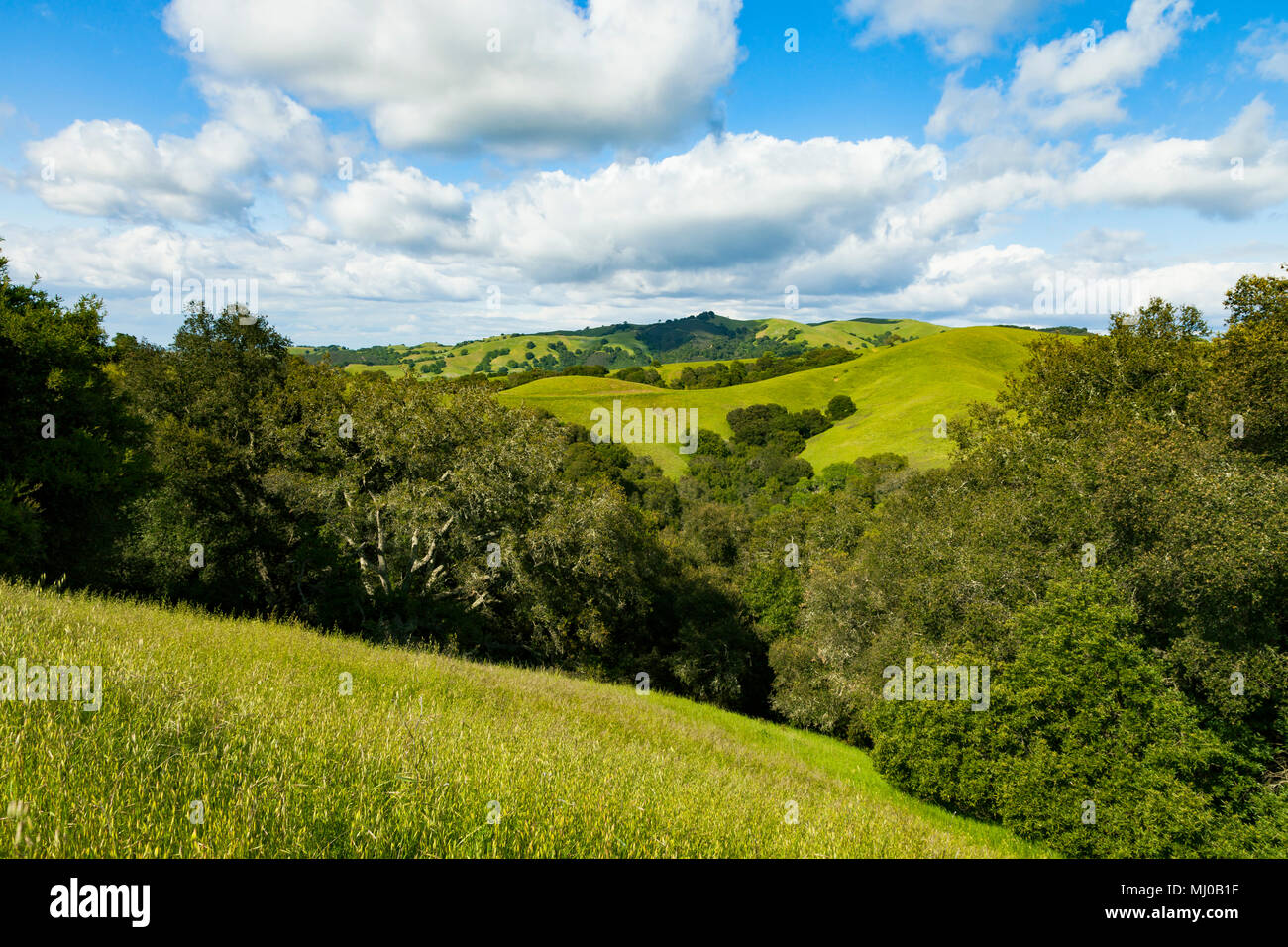 Collines de Morgan Territoire Regional Preserve, un Orient Bay Regional Park situé dans le comté de Contra Costa. Banque D'Images