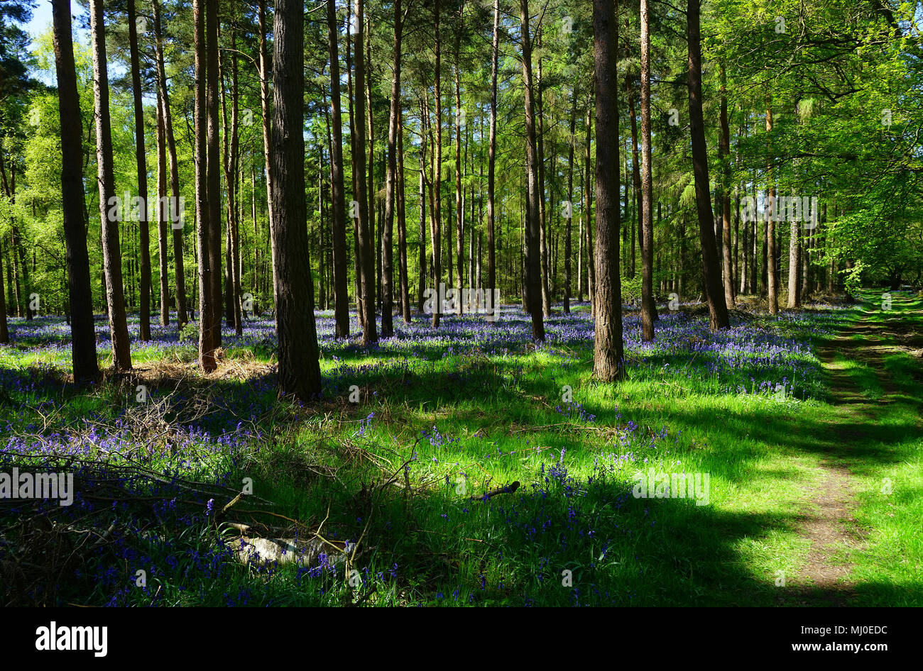 Pines & Graffridge à jacinthes des bois, Knebworth Banque D'Images