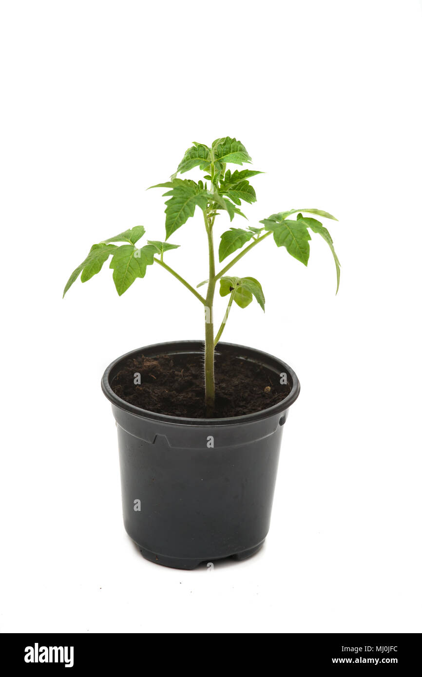 Des plantules de tomate en pot isolé sur fond blanc Banque D'Images