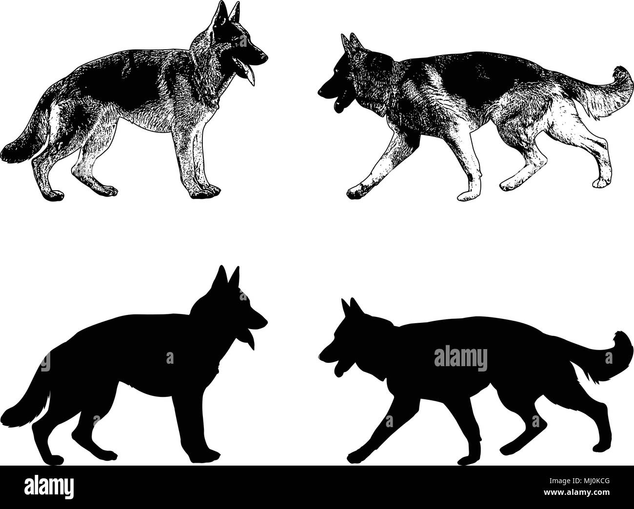 Berger allemand d'ossature et sketch - vector Illustration de Vecteur