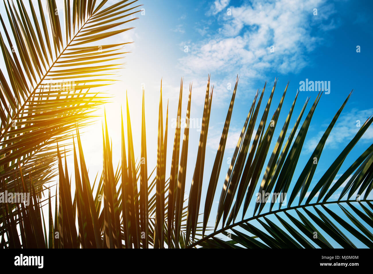 Renaiss 1.8x1.2m Été Plage Fond Tropical Hawaii Bord De Mer