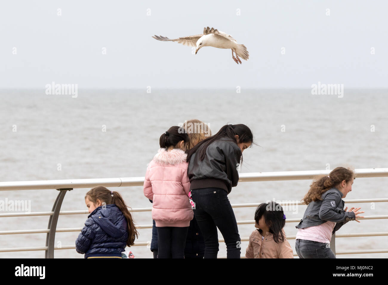 Vol de mouettes jetons de personnes marchant le long de la promenade sur le front de mer de Blackpool, Lancashire, Royaume-Uni. Banque D'Images