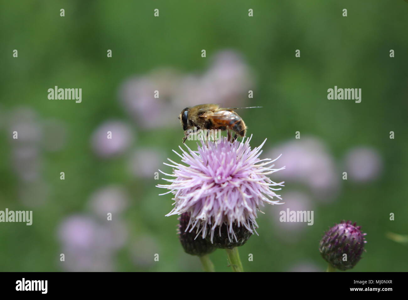 Bee s'assit sur un chardon du Canada à Banff, Alberta Banque D'Images