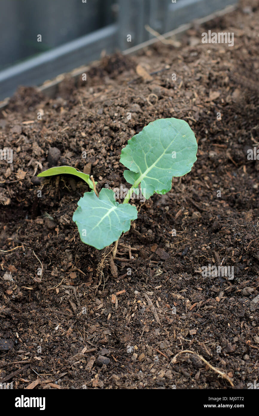 La plantation des semis de brocoli dans le sol Banque D'Images