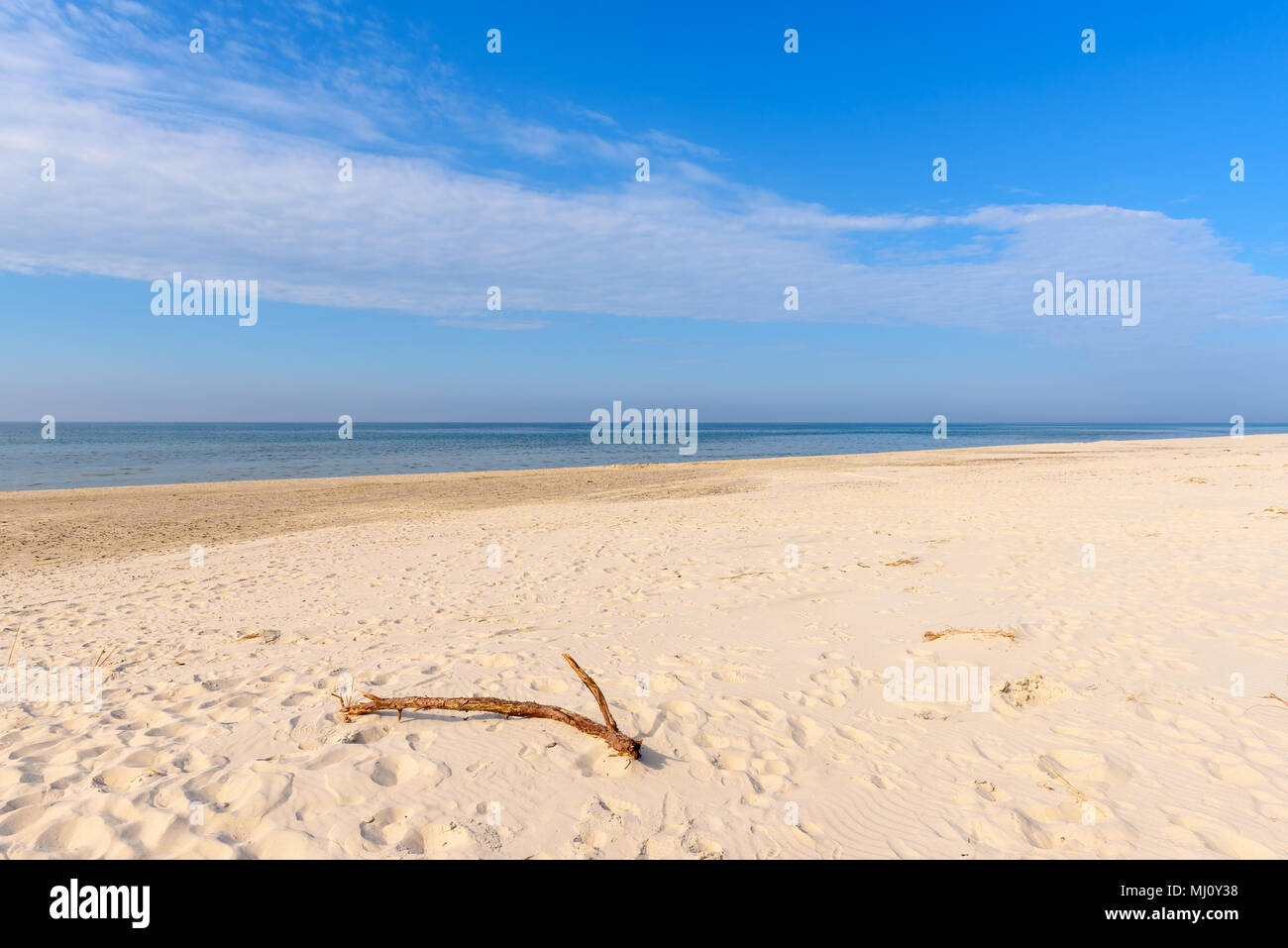 Plage de sable de racine en journée ensoleillée. Mer Baltique, Pologne Banque D'Images