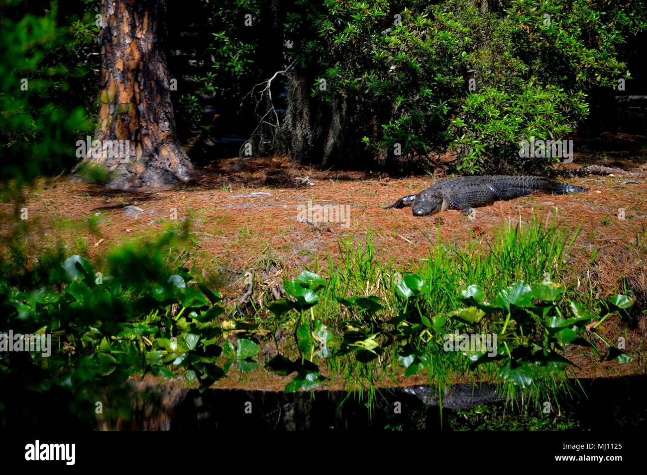 Grand alligator dans le marais Banque D'Images