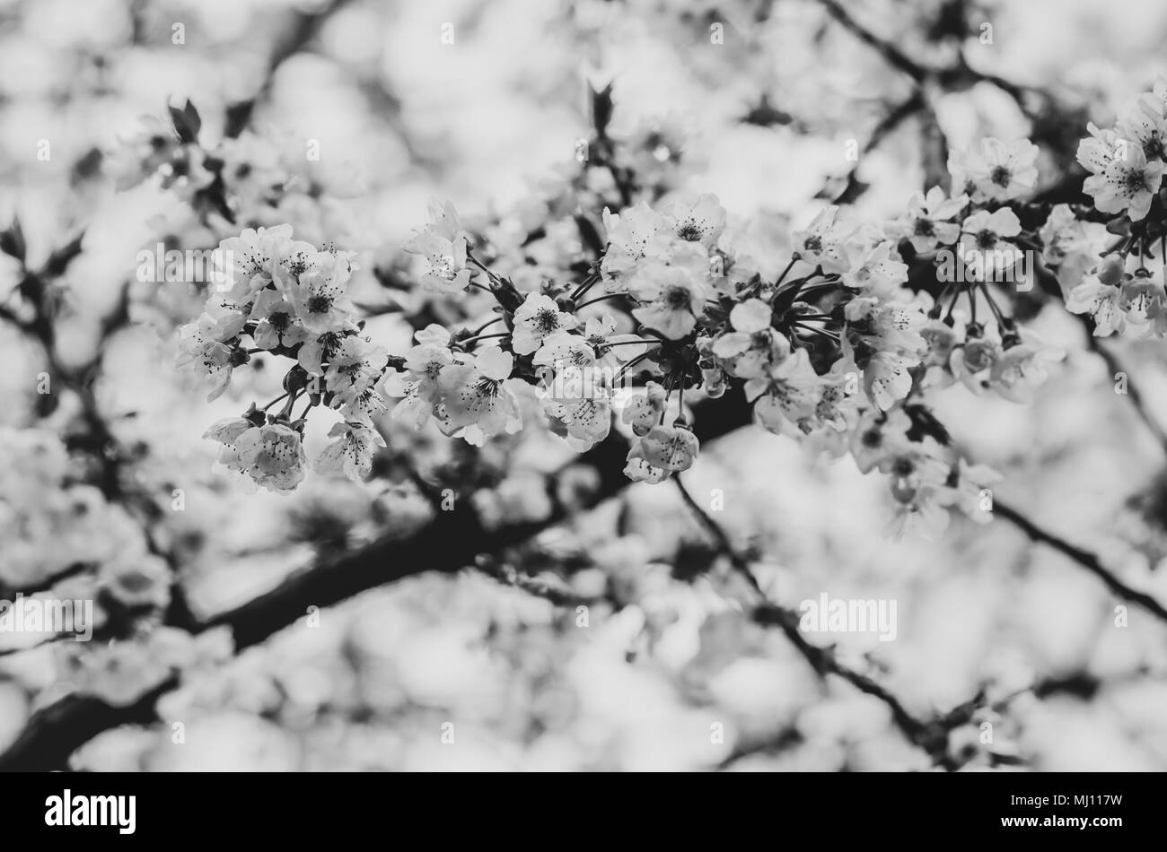 Saison de floraison des cerisiers - thème floral Banque D'Images