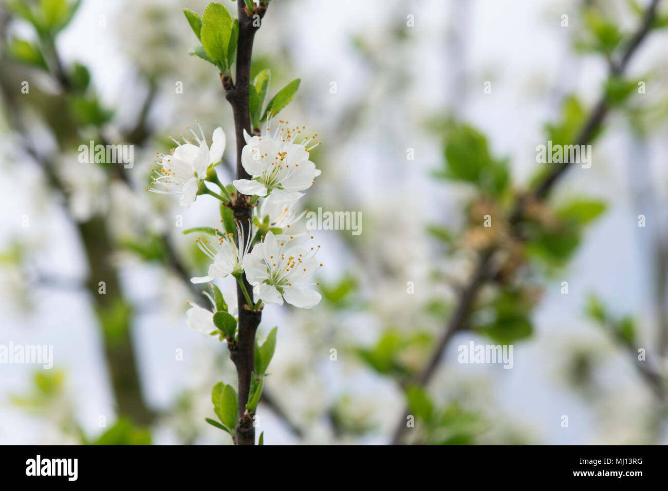 Prunus domestica 'incisia Damson blanc' / prunier au printemps Banque D'Images