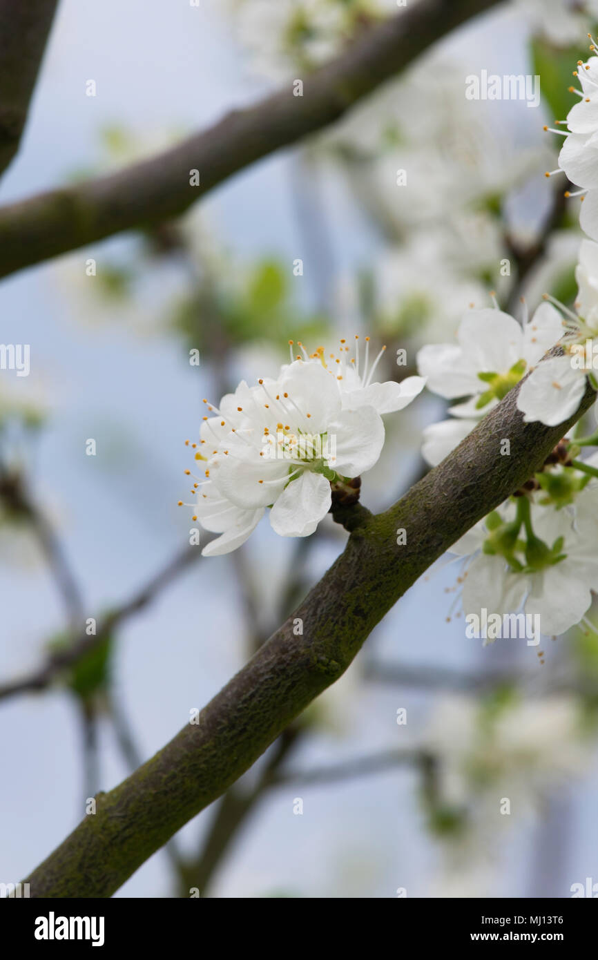 Prunus domestica 'incisia Damson blanc' / prunier au printemps Banque D'Images