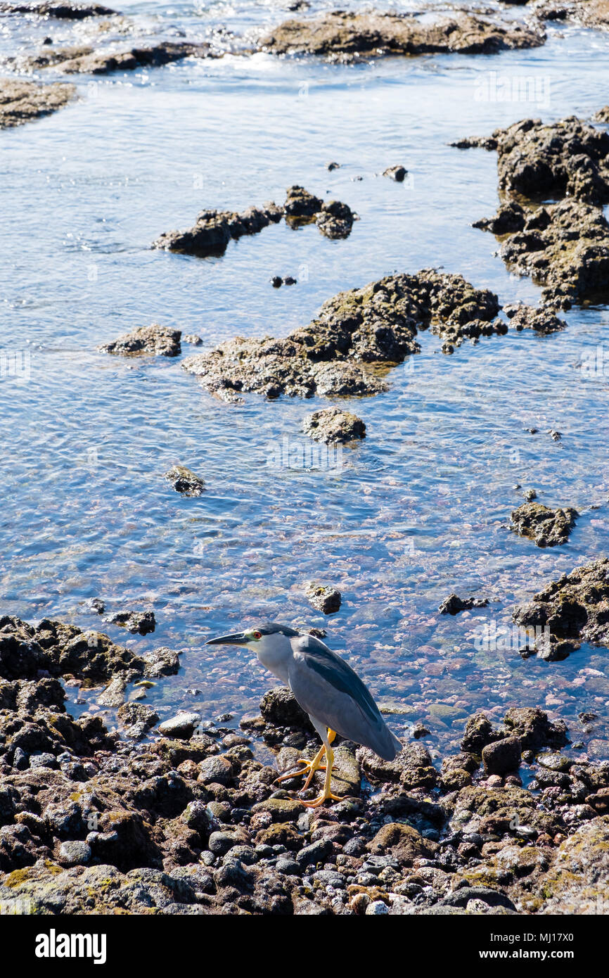 Big Island Hawaii Scenic Banque D'Images