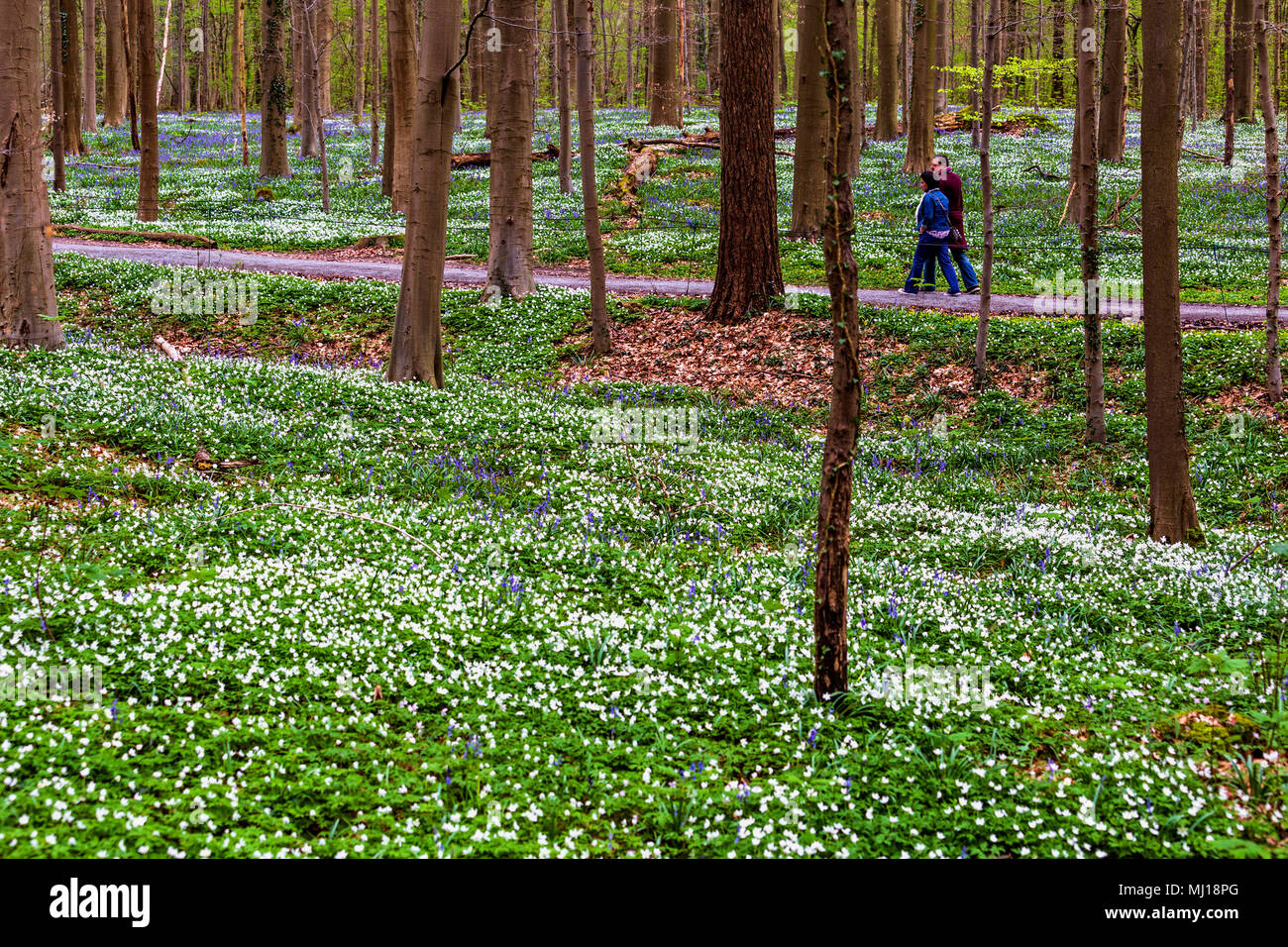 Un couple en train de marcher au milieu des fleurs de jacinthe jacinthes dans Hallerbos, une forêt de hêtres en Belgique ? Banque D'Images