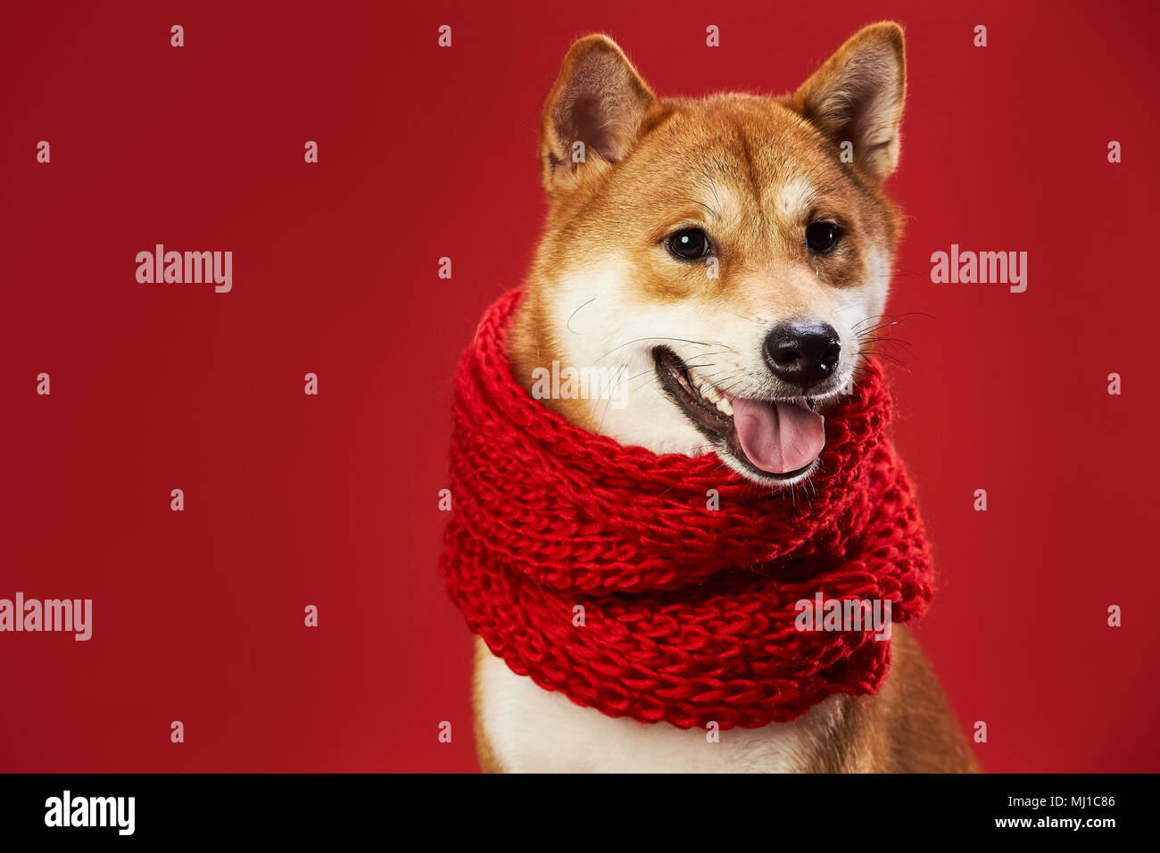 Cute Shiba Inu Photo Stock Alamy