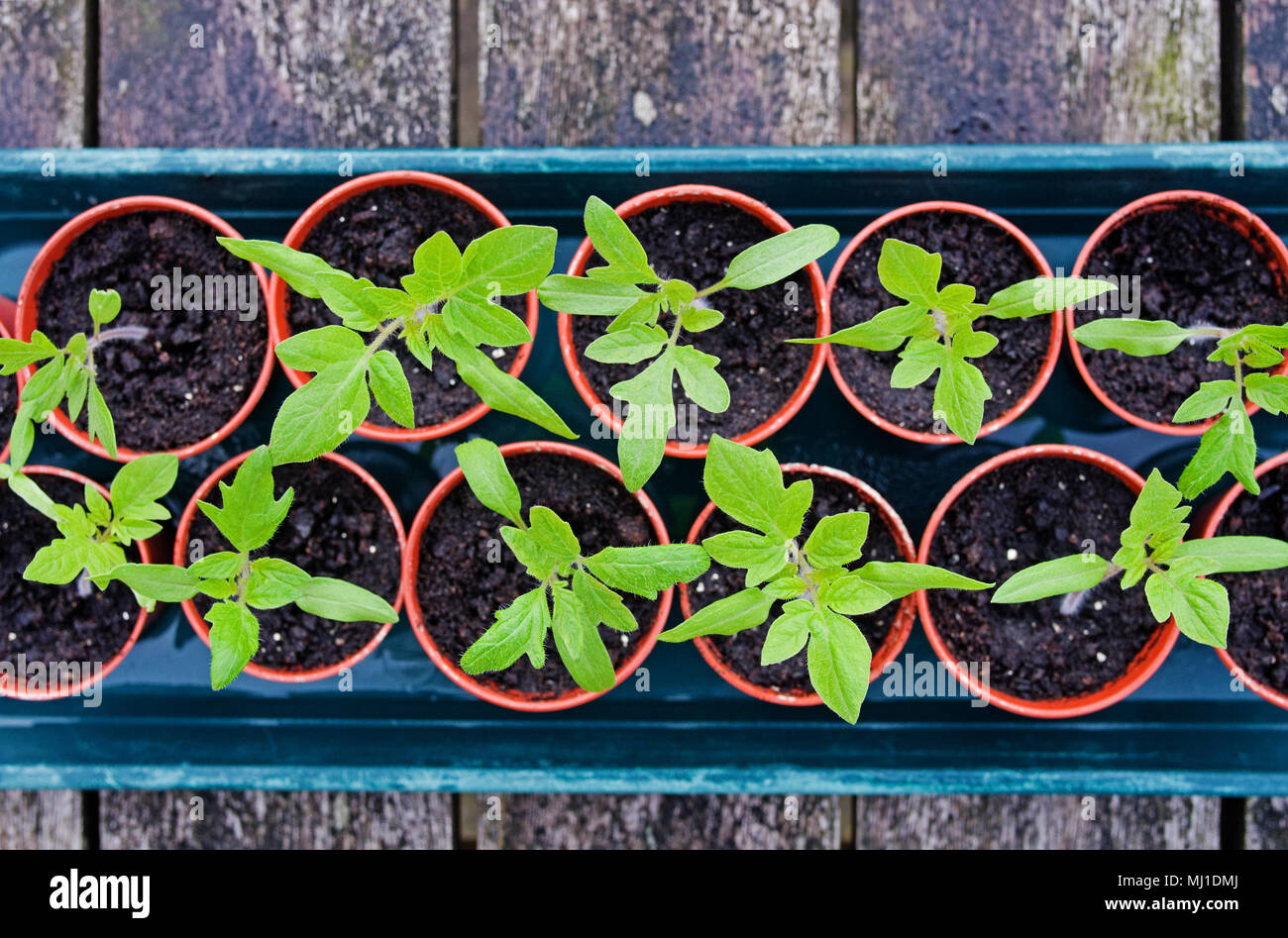 Regardant vers le bas sur le plateau de jeunes semis de tomate de plus en plus de petits pots en plastique brun sur banc en bois, printemps, England UK Banque D'Images