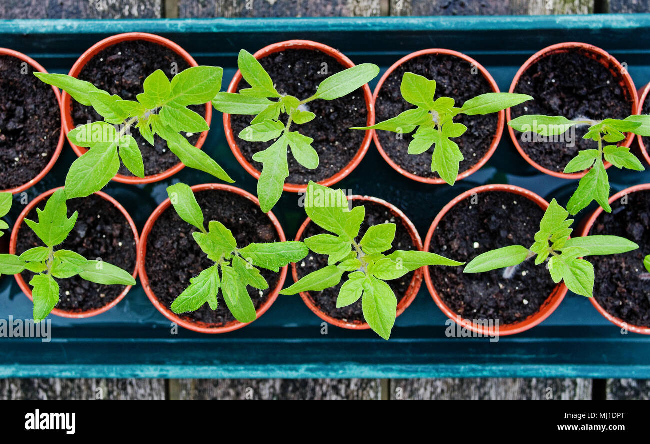 Regardant vers le bas sur le plateau de jeunes semis de tomate de plus en plus de petits pots en plastique brun sur banc en bois, printemps, England UK Banque D'Images