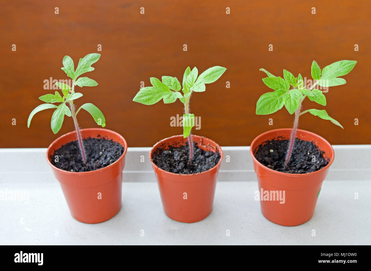 Close-up de trois semis de tomate de plus en plus de petits pots en plastique brun en soleil sur plateau blanc contre fond brun, printemps, England UK Banque D'Images