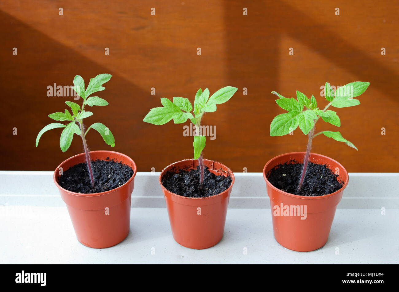 Close-up de trois semis de tomate de plus en plus de petits pots en plastique brun en soleil sur plateau blanc contre fond brun, printemps, England UK Banque D'Images