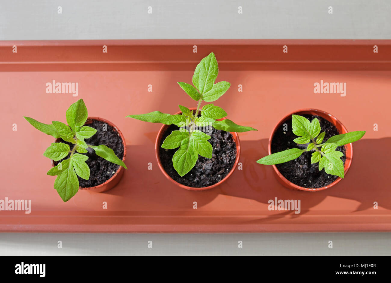 Vue de dessus de trois jeunes plants de tomate en croissant sunshine dans de petits pots en plastique brun marron sur le bac, printemps, England UK. Banque D'Images
