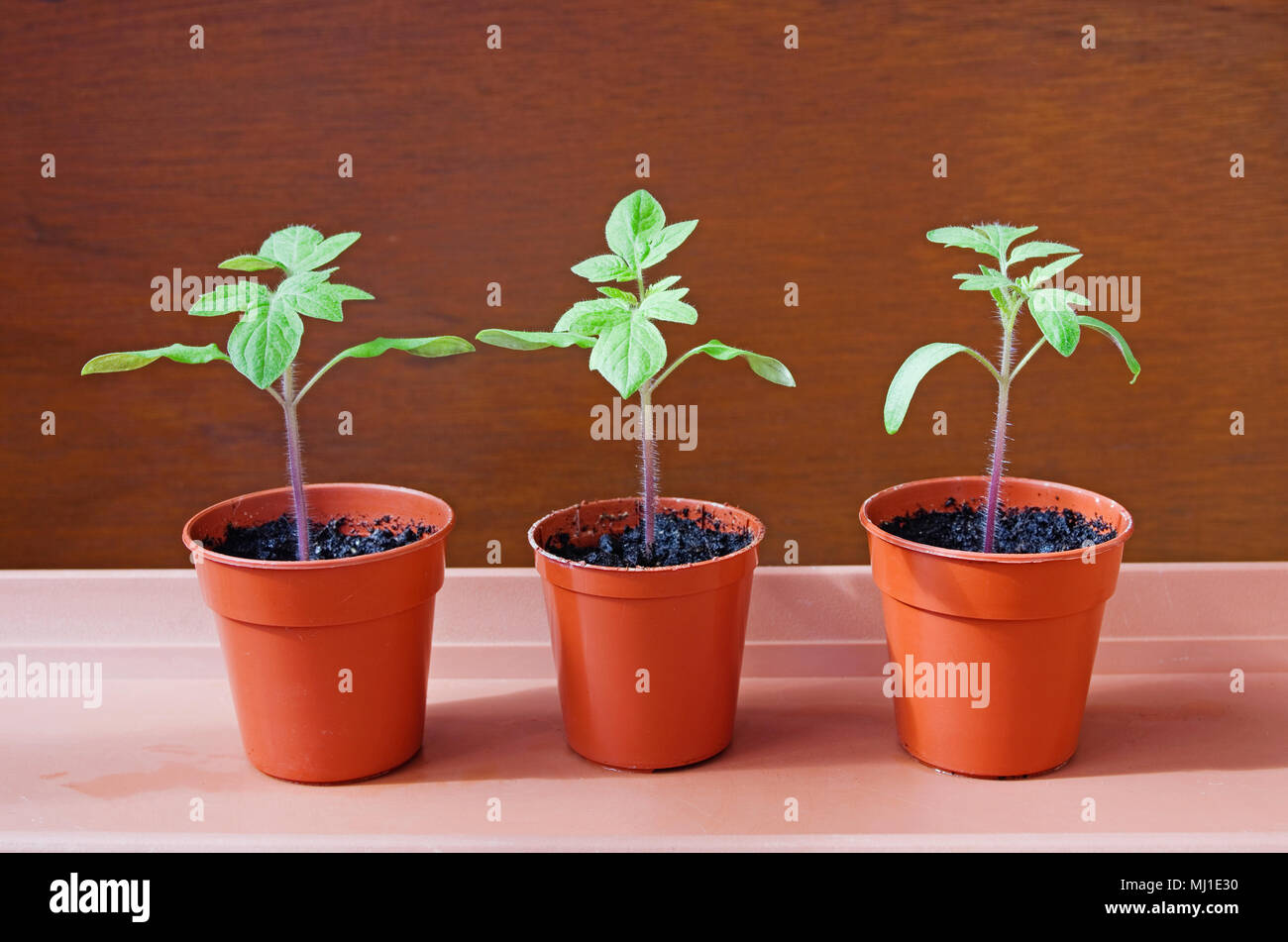Close-up de trois jeunes plants de tomate en croissant sunshine dans de petits pots en plastique brun marron sur fond marron bac contre, printemps, England UK. Banque D'Images