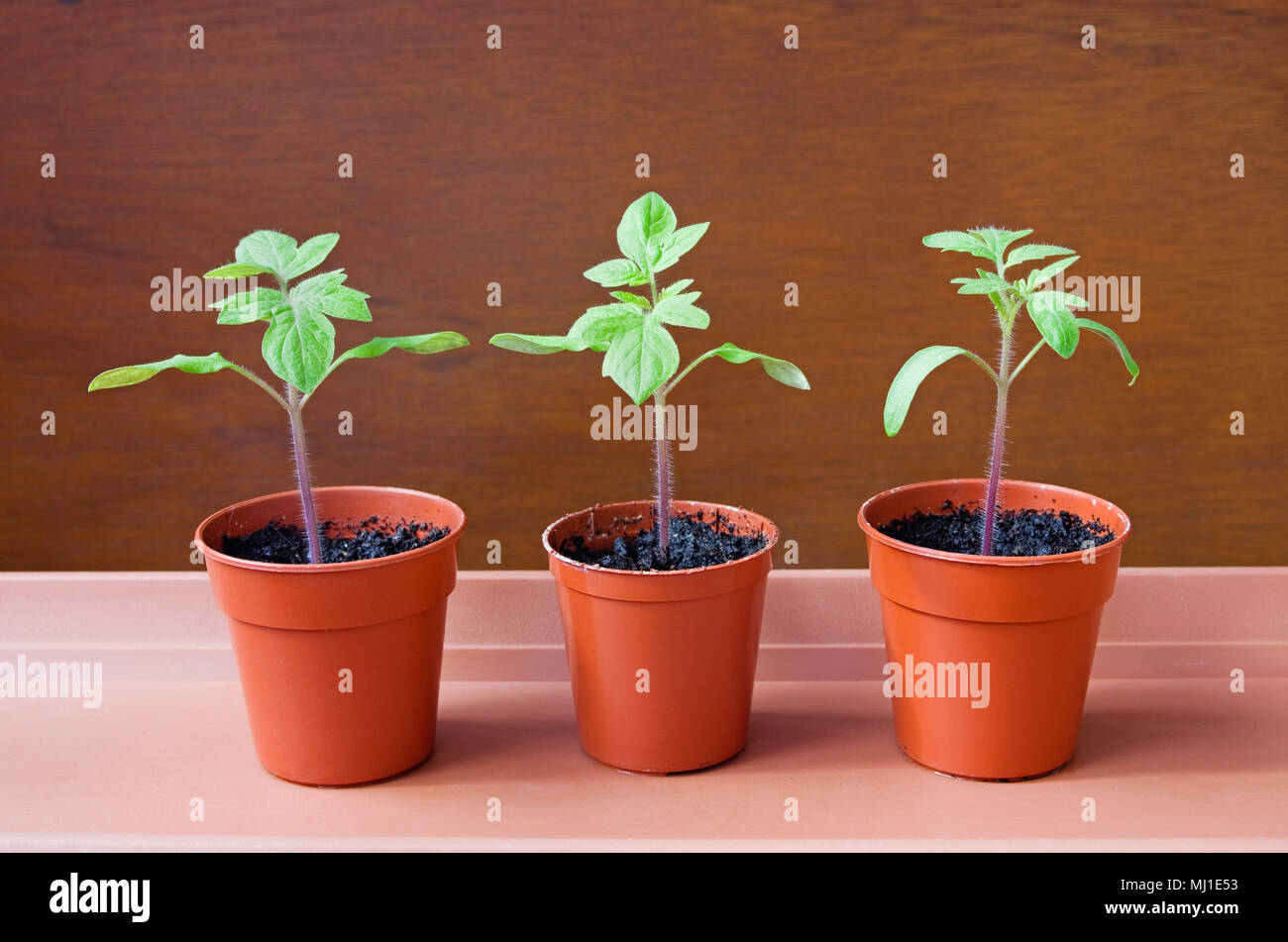 Close-up de trois jeunes plants de tomate en croissant sunshine dans de petits pots en plastique brun marron sur fond marron bac contre, printemps, England UK. Banque D'Images